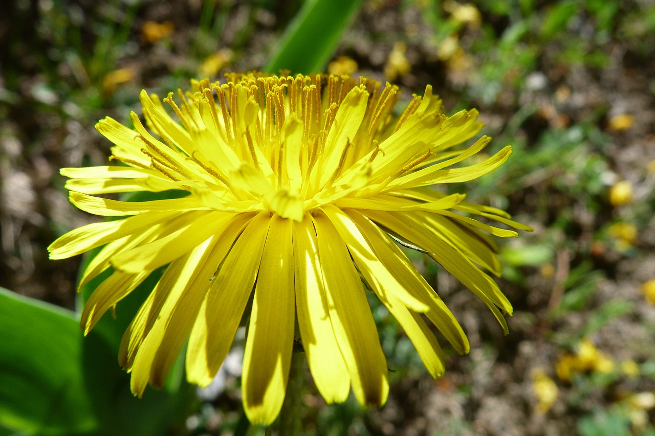 Gėlės, Makro, Gamta, Augalai, Kiaulpienė, Gėlė, Geltona, Žydėjimas, Flora, Žiedlapis