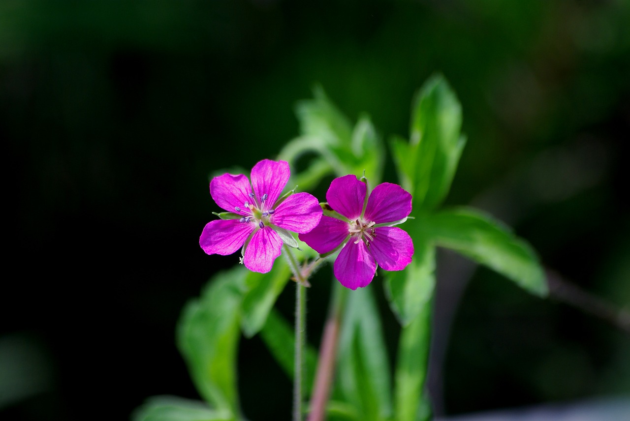 Gėlės,  Gamta,  Augalai,  Wildflower,  Šis Kranas,  Lapai,  Laukiniai,  Rožinė Gėlė,  Maža Gėlė,  Be Honoraro Mokesčio