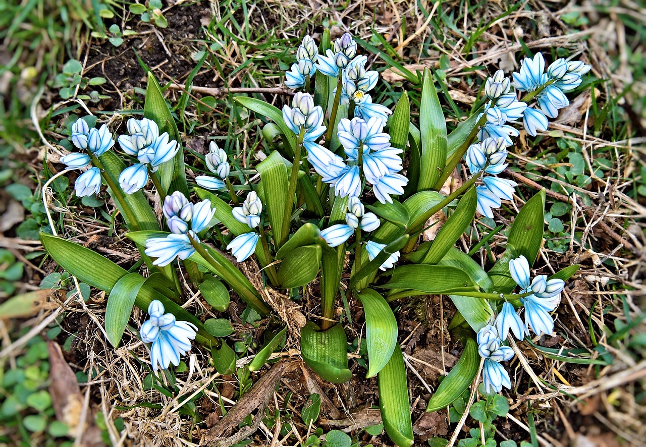 Gėlės,  Hiacintas,  Varpų Hiacintų,  Pavasario Gėlės,  Mažos Varpelės Gėlės,  Šviesiai Mėlynas,  Retai,  Be Honoraro Mokesčio, Nemokamos Nuotraukos,  Nemokama Licenzija