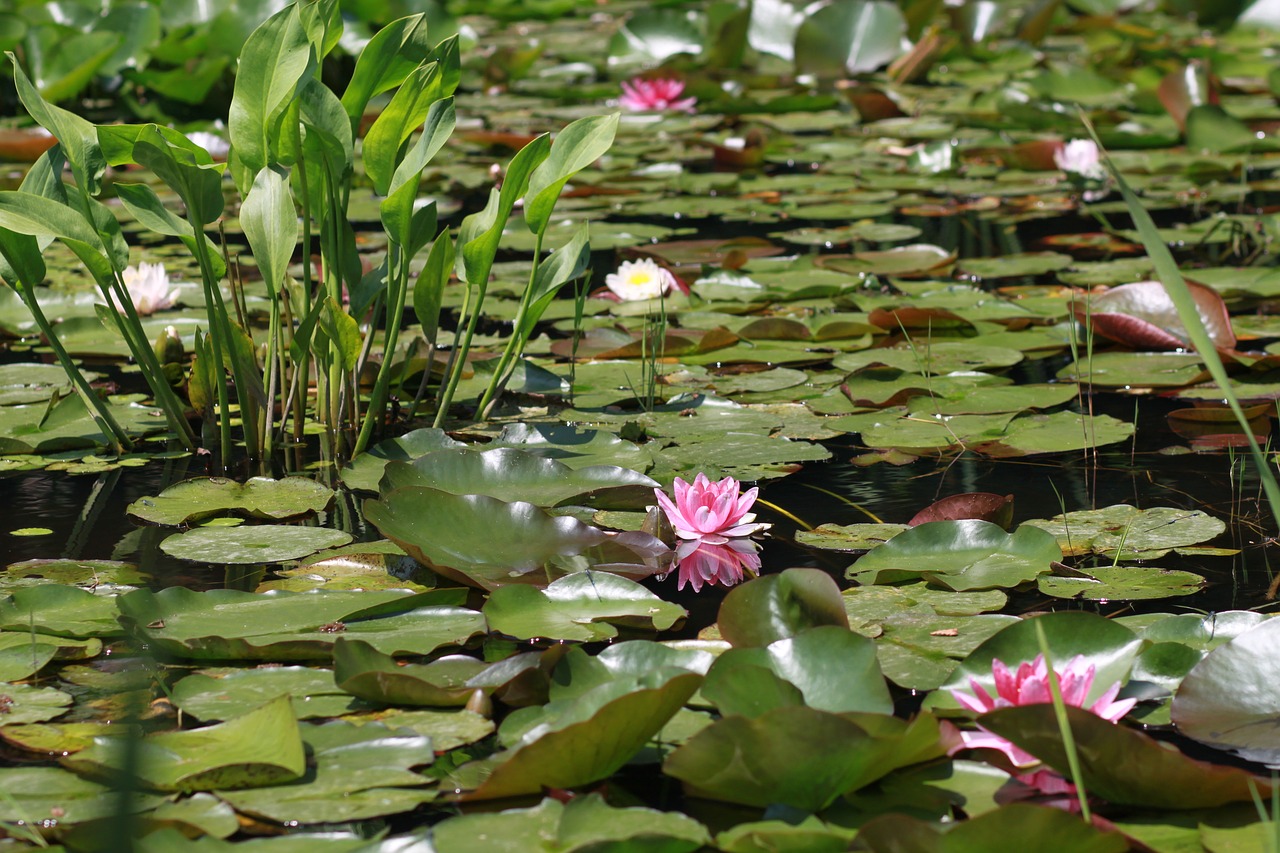 Gėlės,  Augalai,  Lelija,  Lapų,  Lotus,  Budizmas,  Tvenkinys,  Tvenkinys Gėlių,  Vandens Augalai,  Vandens