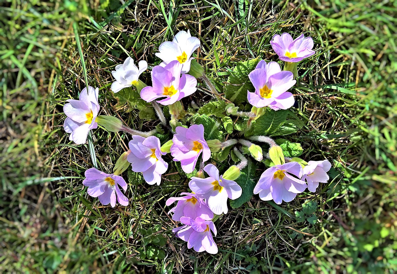 Gėlės,  Primroses,  Spyruokliniai Žiedai,  Wildwachsend,  Mažų Rausvos Gėlės,  Įmonių Žiedadulkių Vamzdžiai,  Meadow,  Šviesus,  Gražus, Nemokamos Nuotraukos