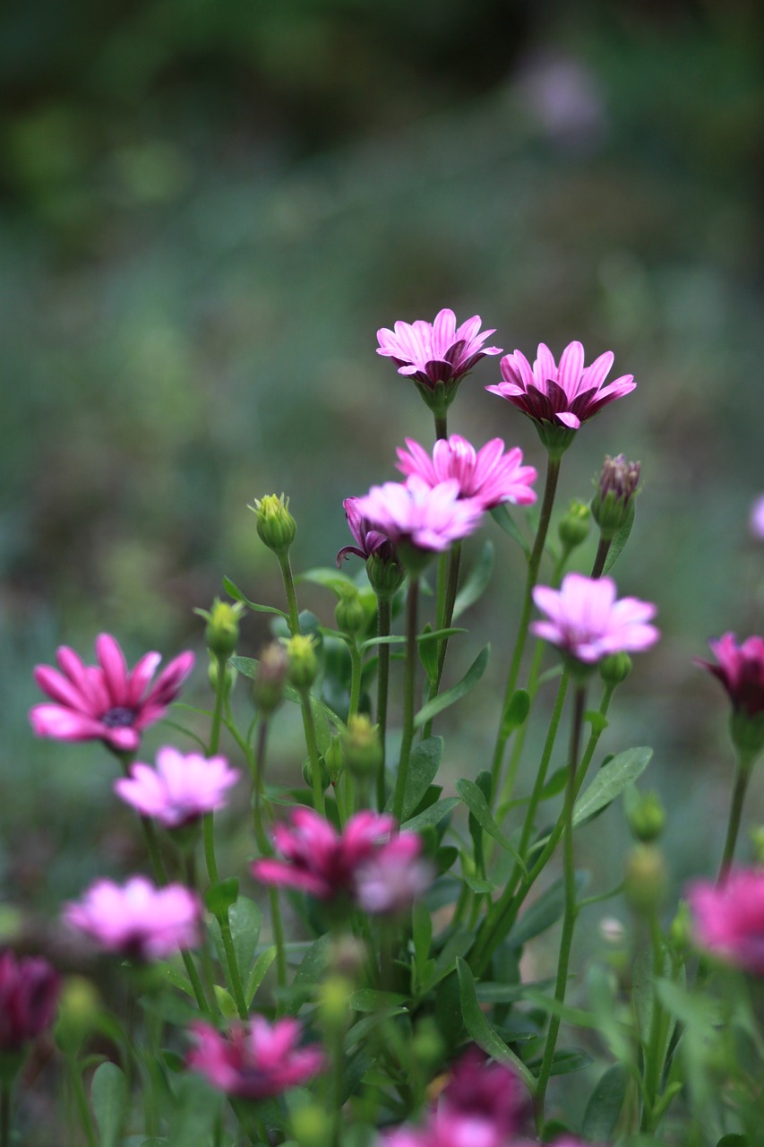 Gėlės,  Pobūdį,  Augalai,  Vasara,  Sodas,  Miškas,  Kraštovaizdis,  Laukinių,  Wildflower,  Pavasaris