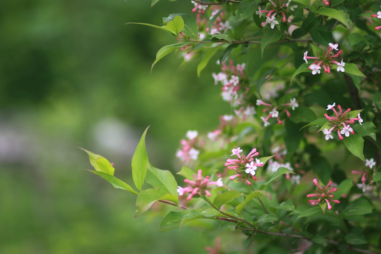 Gėlės,  Pobūdį,  Augalai,  Vasara,  Sodas,  Miškas,  Kraštovaizdis,  Laukinių,  Wildflower,  Pavasaris