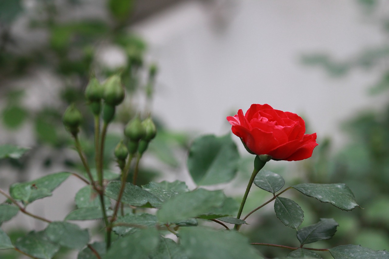 Gėlės,  Pobūdį,  Augalai,  Vasara,  Sodas,  Miškas,  Kraštovaizdis,  Laukinių,  Wildflower,  Pavasaris