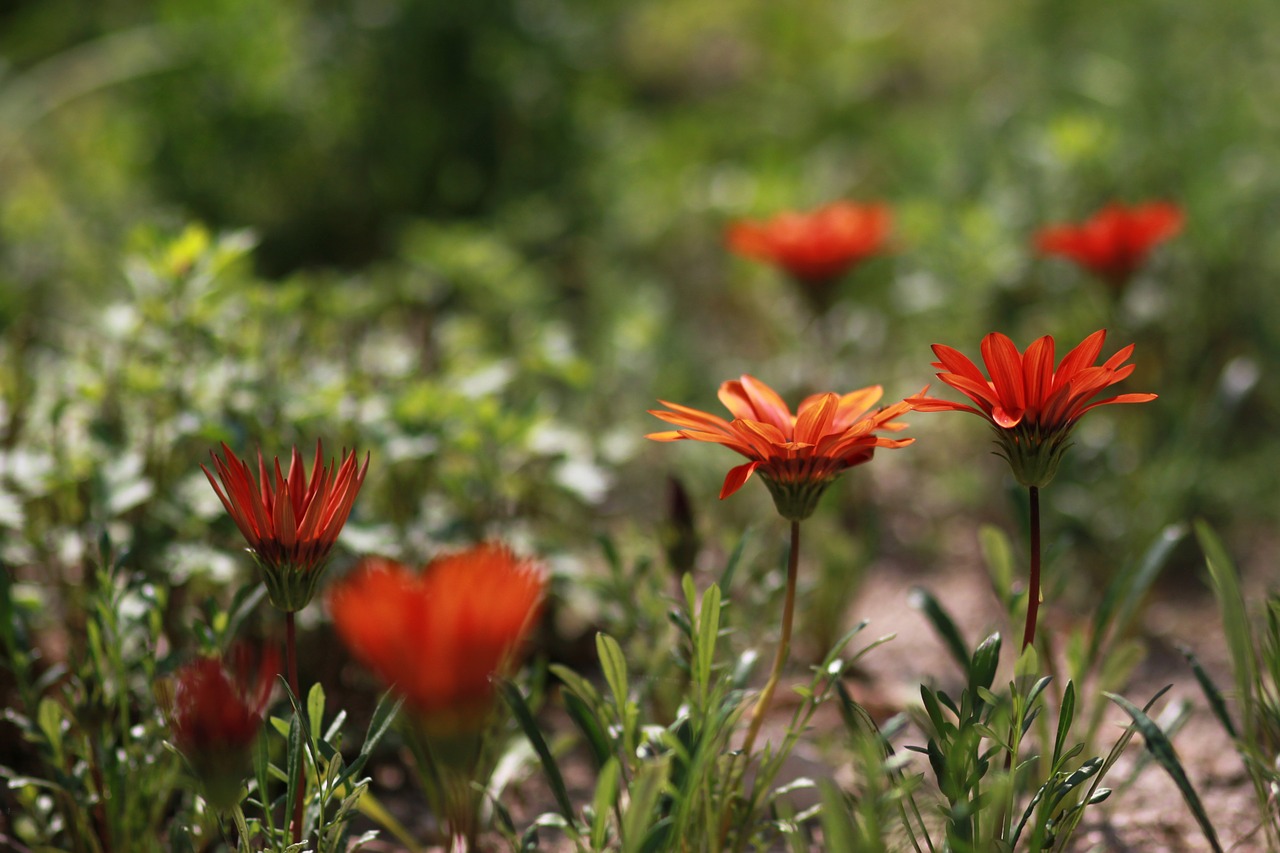 Gėlės,  Pobūdį,  Augalai,  Vasara,  Sodas,  Miškas,  Kraštovaizdis,  Laukinių,  Wildflower,  Pavasaris