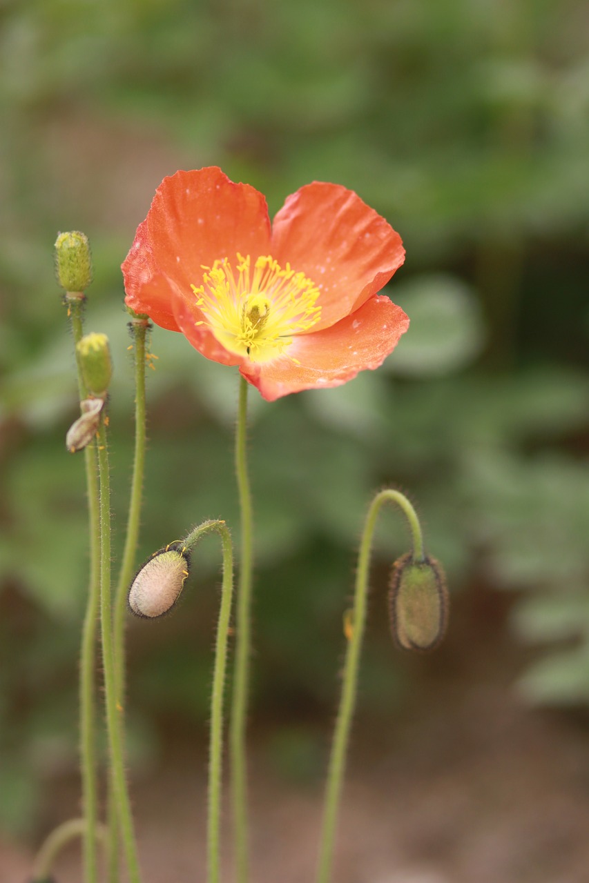 Gėlės,  Pobūdį,  Augalai,  Vasara,  Sodas,  Miškas,  Kraštovaizdis,  Laukinių,  Wildflower,  Pavasaris