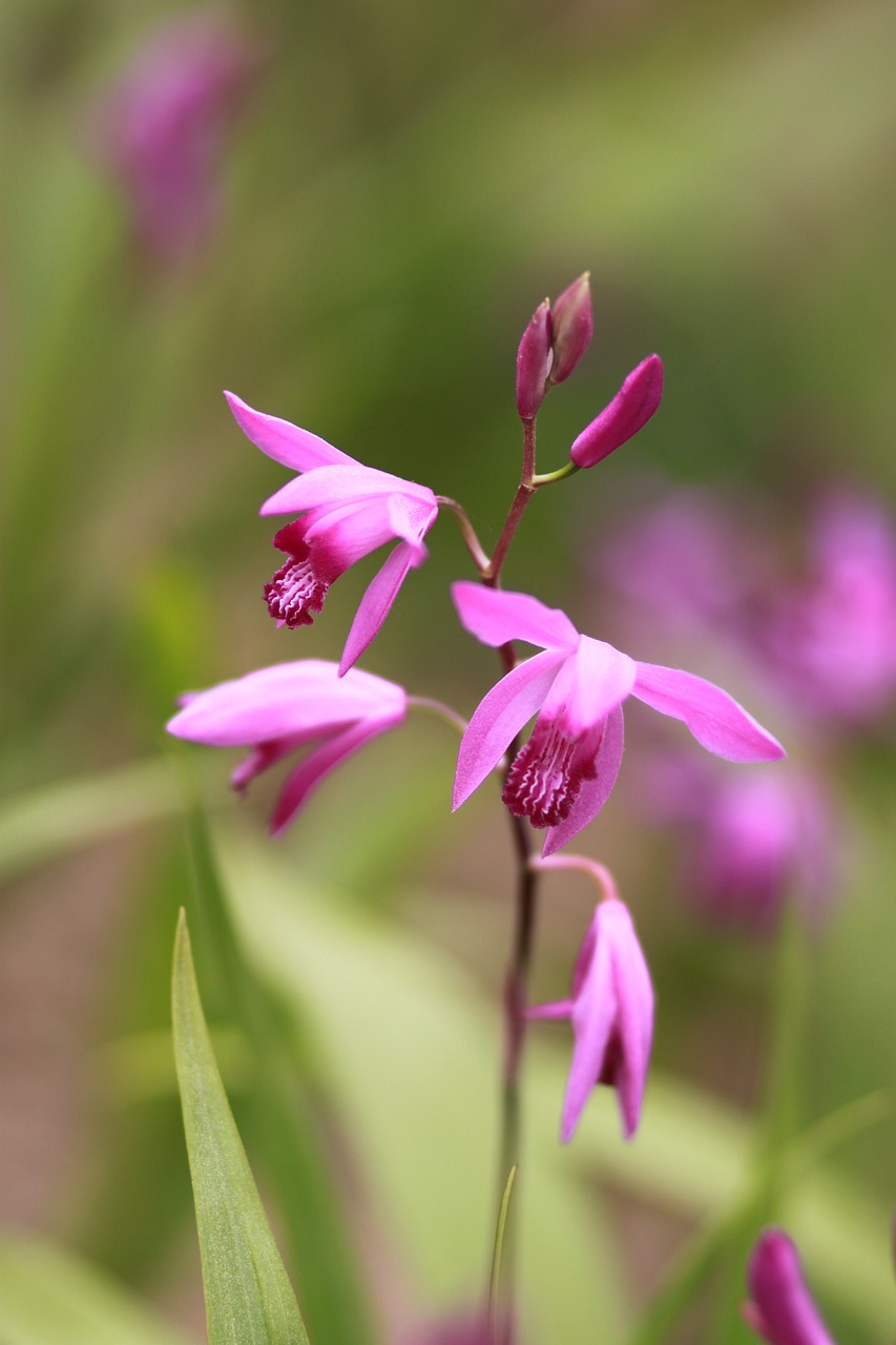 Gėlės,  Pobūdį,  Augalai,  Vasara,  Sodas,  Miškas,  Kraštovaizdis,  Laukinių,  Wildflower,  Pavasaris