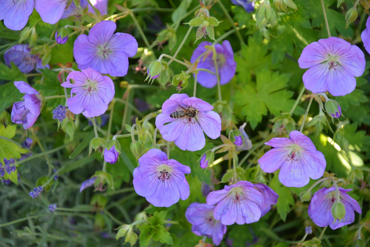 Gėlės,  Slovakija,  Meadow,  Žydėti Gėlės,  Laukas,  Vasara,  Žydi Gėlės,  Žydėjimas, Nemokamos Nuotraukos,  Nemokama Licenzija