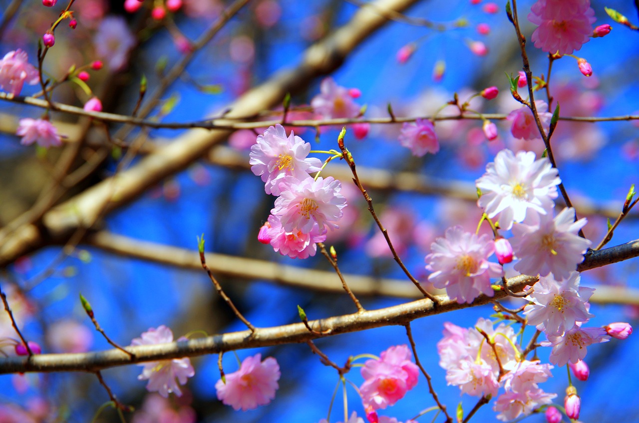 Gėlės,  Filialas,  Augalų,  Mediena,  Natūralus,  Vyšnių Žiedų,  Sakura,  Japonų Vyšnios Žiedas,  Cherry Blossom Žiūrėjimo,  Visiškai Rozkwitnie