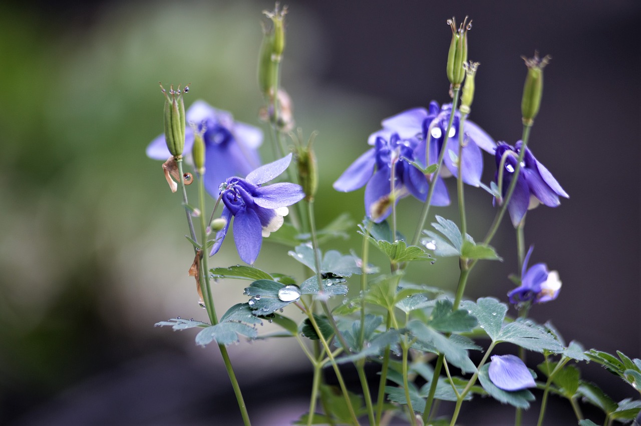 Gėlės,  Wildflower,  Kiekvienas Letena,  Violetinė, Nemokamos Nuotraukos,  Nemokama Licenzija