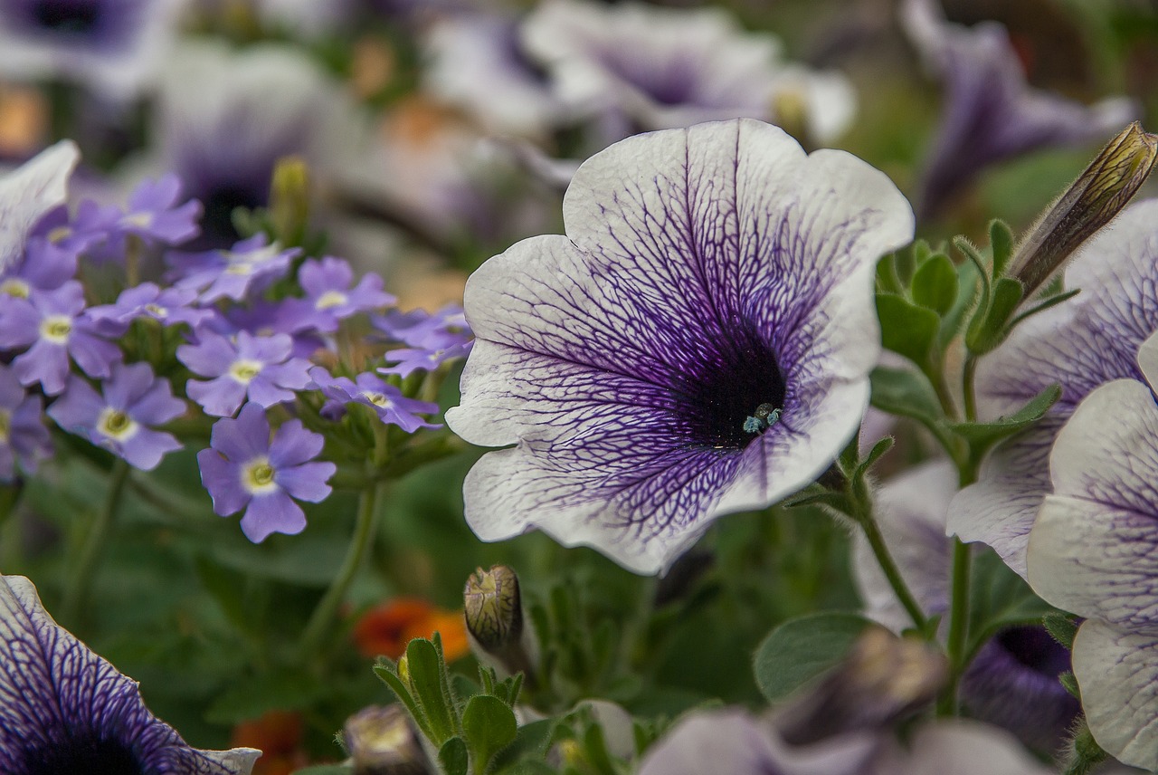 Gėlės,  Petunias,  Pavasaris, Nemokamos Nuotraukos,  Nemokama Licenzija