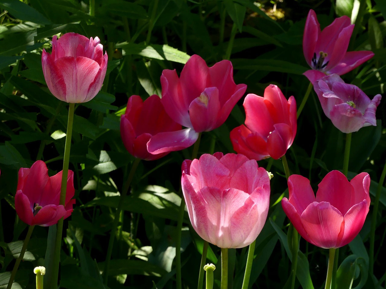 Gėlės,  Tulpės,  Tulpė Lova,  Parkas,  Sodas,  Gėlių,  Augalų,  Pobūdį,  Šviesus,  Tulpenbluete