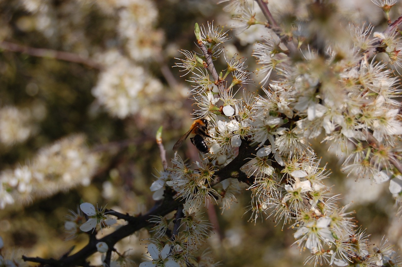 Gėlės,  Baltos Spalvos,  Pobūdį,  Pavasaris,  Vasara,  Bičių,  Vabzdys, Nemokamos Nuotraukos,  Nemokama Licenzija