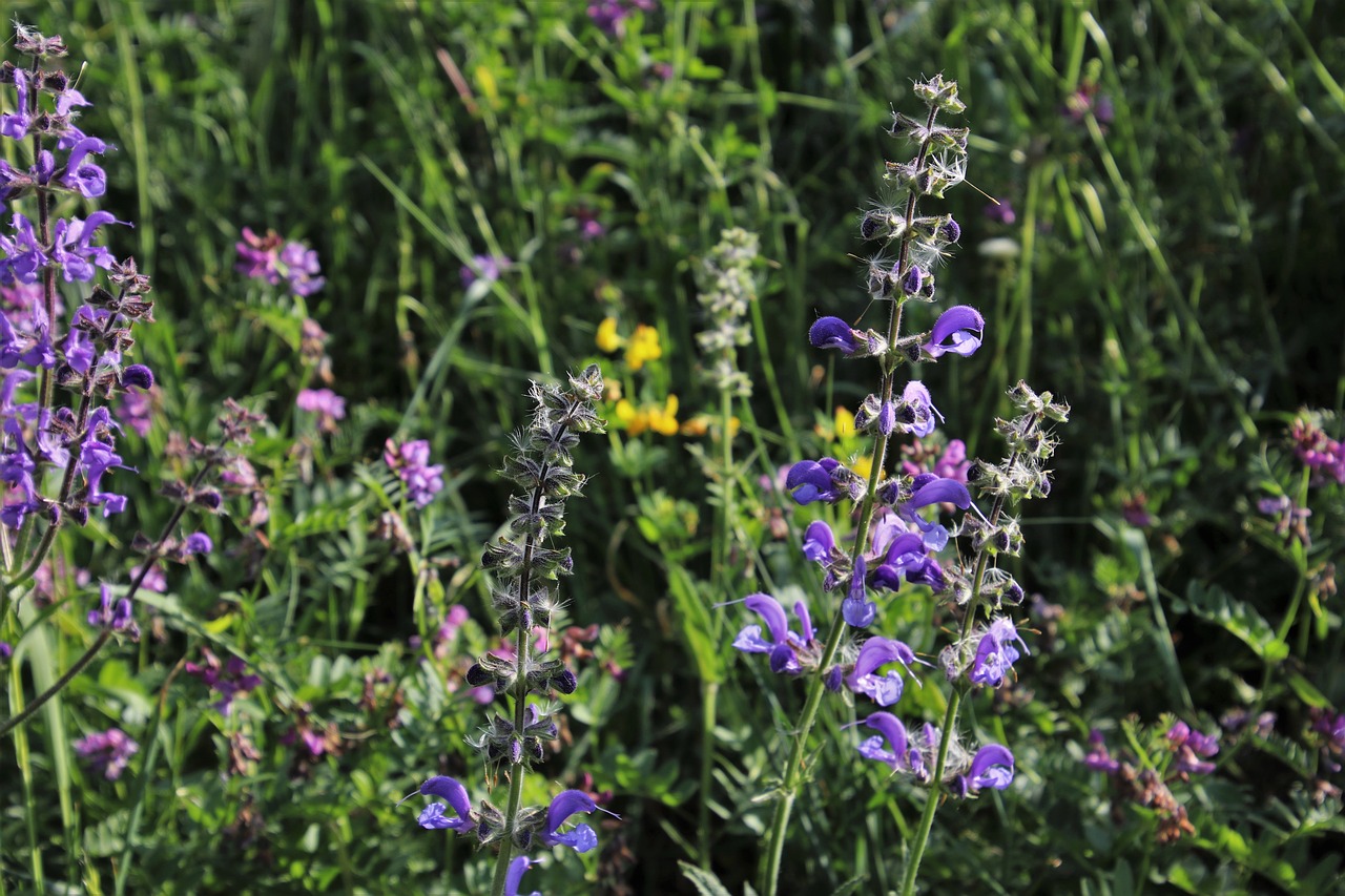 Gėlės,  Pievos,  Pobūdį,  Sodas,  Meadow,  Augalai,  Pavasaris,  Iš Arti,  Žydi,  Augalų