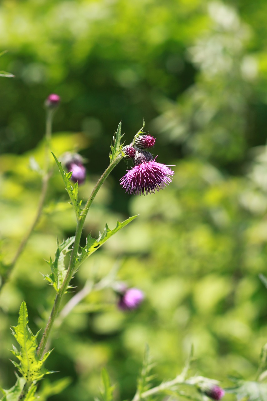 Gėlės,  Štai,  Pobūdį,  Augalai,  Wildflower, Nemokamos Nuotraukos,  Nemokama Licenzija