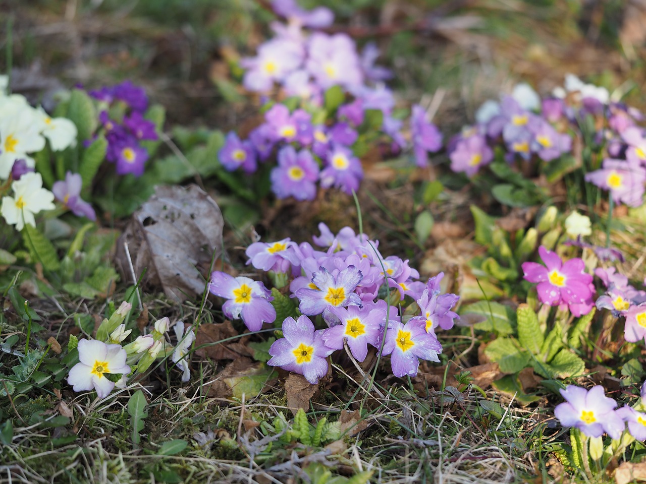 Gėlės,  Primroses,  Sodas,  Violetinė, Nemokamos Nuotraukos,  Nemokama Licenzija