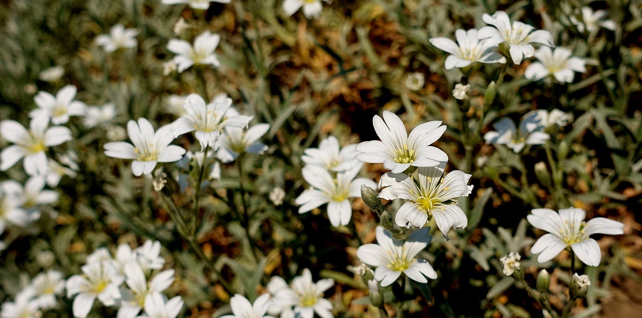 Gėlės,  Meadow,  Sodas,  Baltos Spalvos,  Pobūdį,  Žydi,  Floros,  Žalias,  Pavasaris,  Vasara