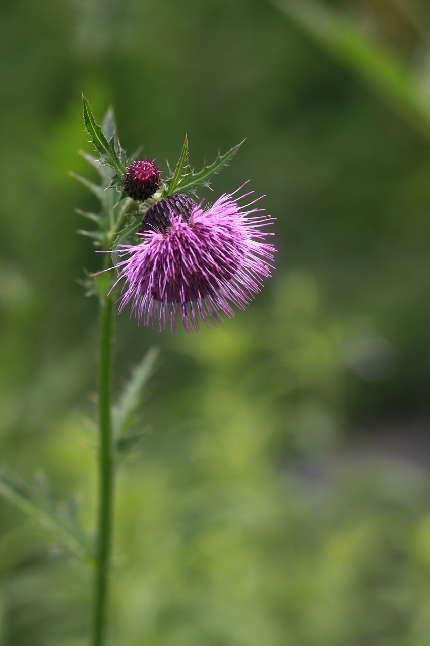 Gėlės,  Štai,  Pobūdį,  Žiedas,  Žr Gėlės,  Wildflower,  Augalai, Nemokamos Nuotraukos,  Nemokama Licenzija