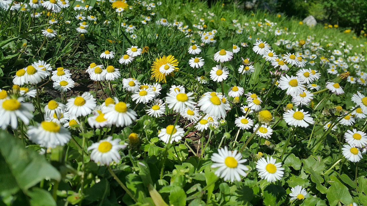 Gėlės,  Žalias,  Pobūdį,  Pavasaris,  Žiedas,  Sunny,  Gėlių, Nemokamos Nuotraukos,  Nemokama Licenzija