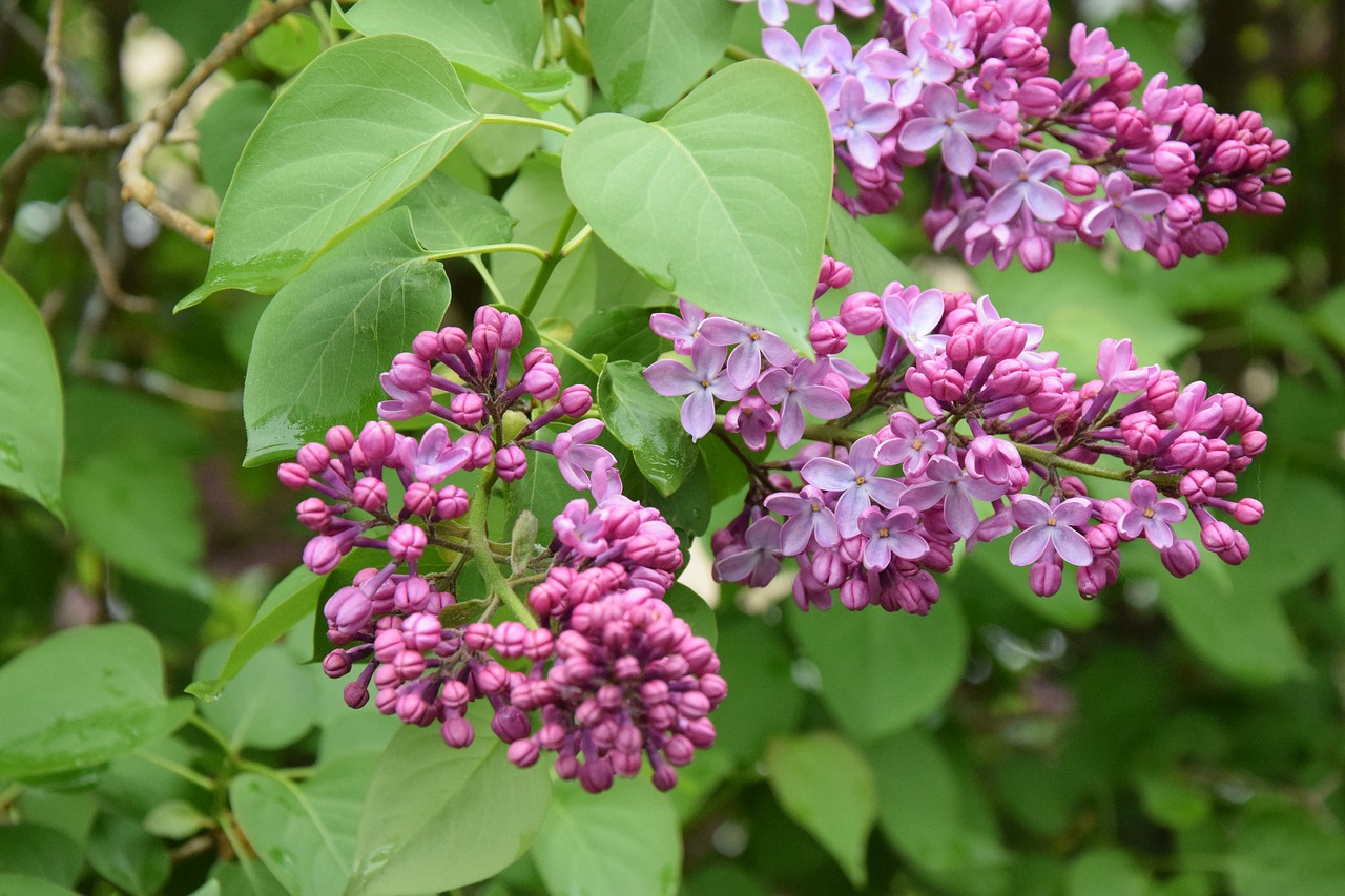 Gėlės,  Pavasaris,  Violetinė,  Pobūdį,  Rožinė Gėlė,  Lapai,  Violetinė,  Pavasario Sezonas, Nemokamos Nuotraukos,  Nemokama Licenzija