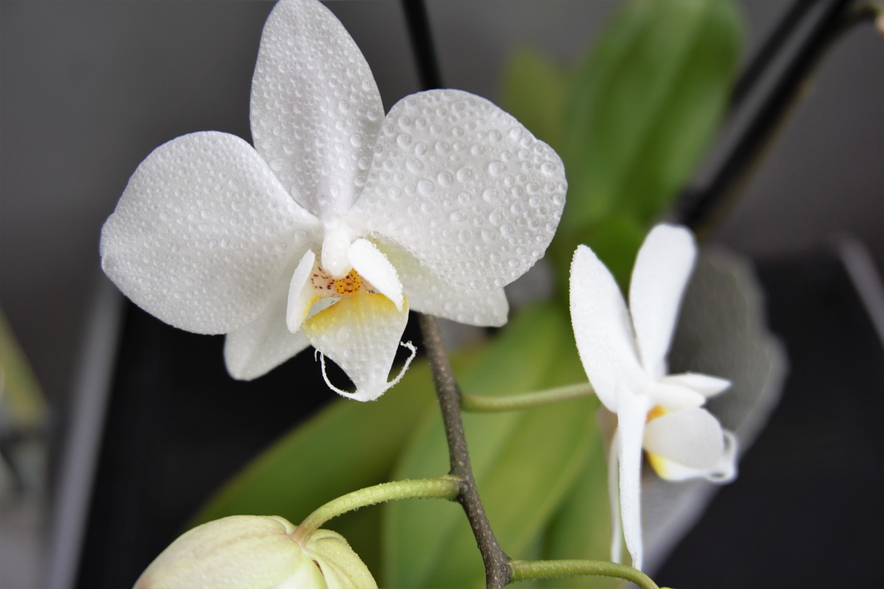 Gėlės,  Gamta Gėlės,  Gėlė,  Orchidėja, Nemokamos Nuotraukos,  Nemokama Licenzija