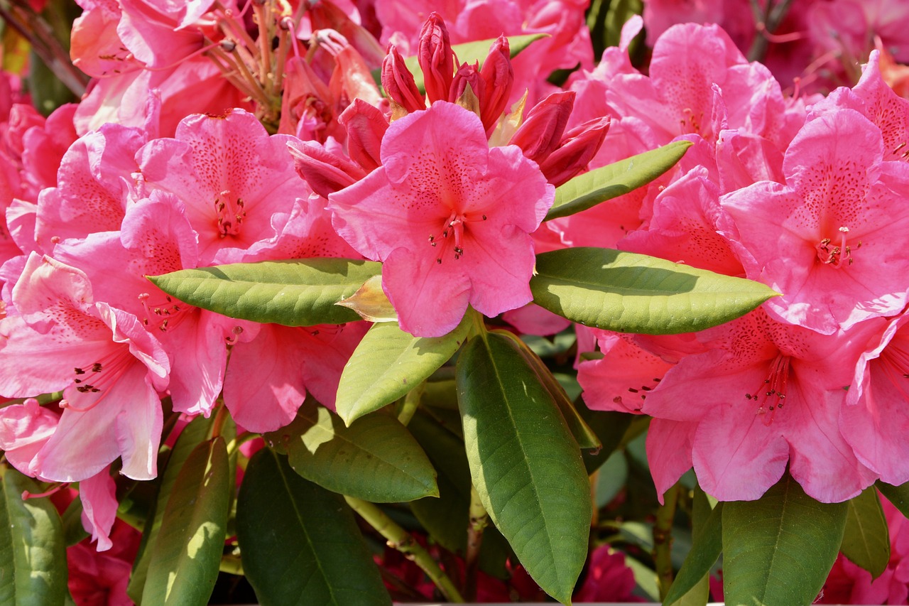 Gėlės,  Spyruokliniai Žiedai,  Rhododendron Rožinė,  Žali Lapai,  Pobūdį,  Sodas, Nemokamos Nuotraukos,  Nemokama Licenzija