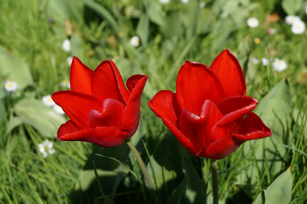 Gėlės,  Meadow,  Tulpė,  Raudona,  Pobūdį,  Žydi,  Floros,  Žalias,  Vasara,  Augalų