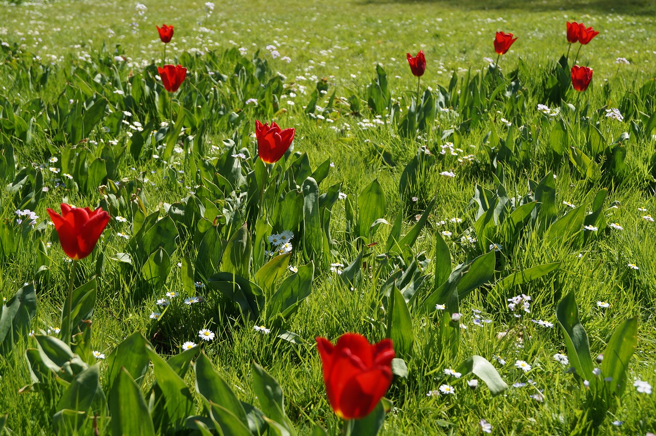 Gėlės,  Raudona,  Meadow,  Pobūdį,  Raudona Gėlė,  Žalias, Nemokamos Nuotraukos,  Nemokama Licenzija