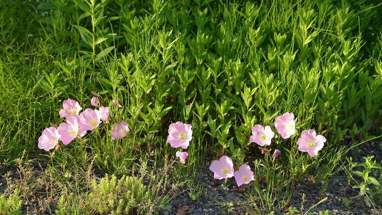 Gėlės,  Pavasaris,  Wildflower,  Gėlynai,  Pobūdį,  Korėjos Respublika,  Abstraktus, Nemokamos Nuotraukos,  Nemokama Licenzija