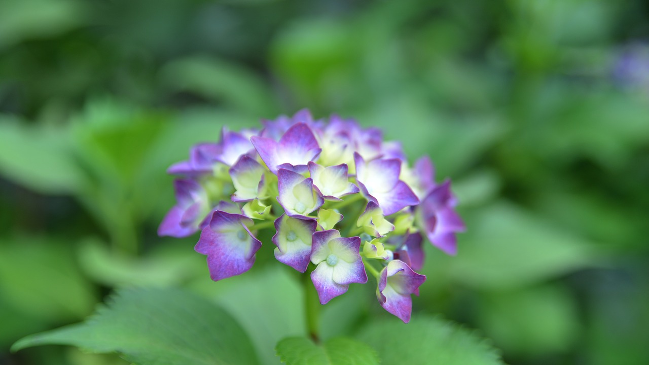 Gėlės,  Pavasaris,  Wildflower,  Gėlynai,  Pobūdį,  Korėjos Respublika,  Abstraktus, Nemokamos Nuotraukos,  Nemokama Licenzija