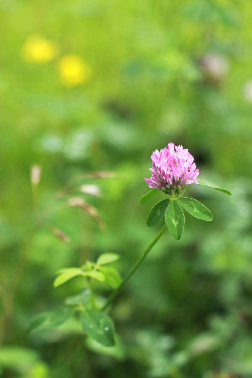 Gėlės,  Wildflower,  Augalai,  Žiedas,  Pobūdį,  Sodas,  Rožinis,  Laukinių,  Žydėjimas, Nemokamos Nuotraukos