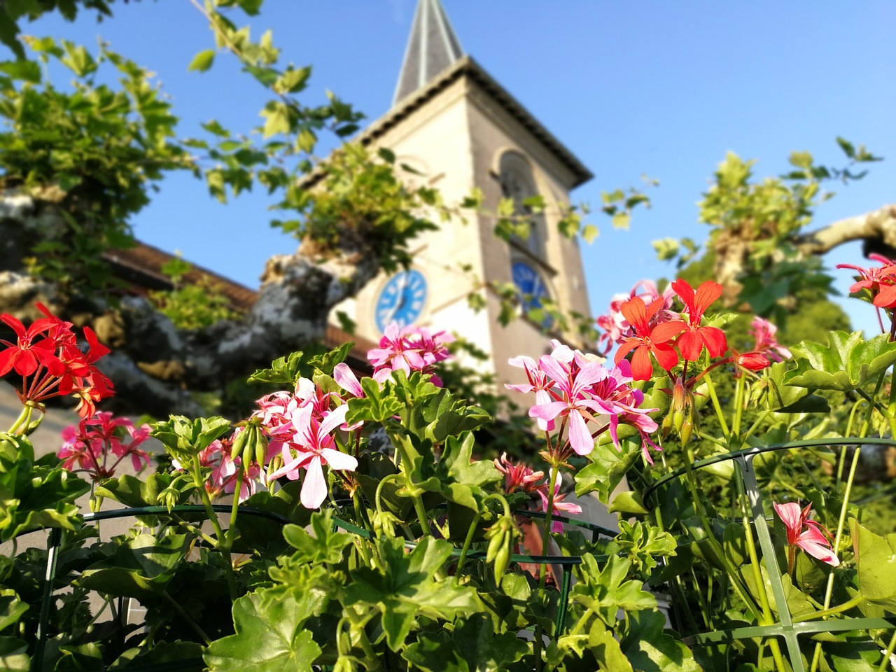 Gėlės,  Bažnyčia,  Mėlynas Dangus,  Žalias,  Pobūdį,  Sunny,  Pavasaris,  Sodas,  Floros,  Vasara