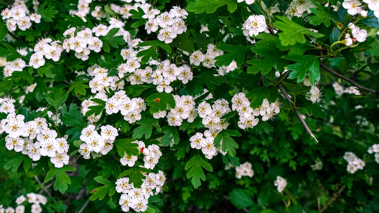 Gėlės,  Krūmas,  Hawthorn,  Baltos Gėlės, Nemokamos Nuotraukos,  Nemokama Licenzija