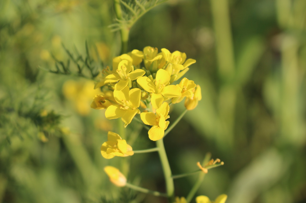 Gėlės,  Pulkkot,  Geltona,  Augalai,  Wildflower,  Pobūdį,  Spyruokliniai Žiedai,  Geltona Gėlė,  Pavasaris, Nemokamos Nuotraukos