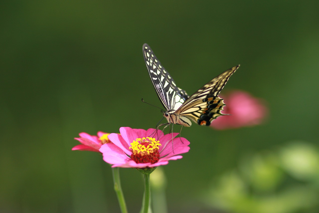 Gėlės,  Drugelis,  Vabzdžiai,  Pobūdį,  Augalai,  Wildflower,  Žiedas,  Buriuotojas,  Drugys,  Makro