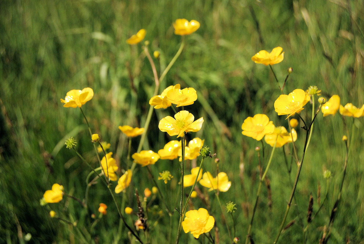 Gėlės, Buttercup, Pieva, Laukinės Vasaros Spalvos, Pavasaris, Gėlių, Augalai, Natūralus, Žiedas, Žydėti