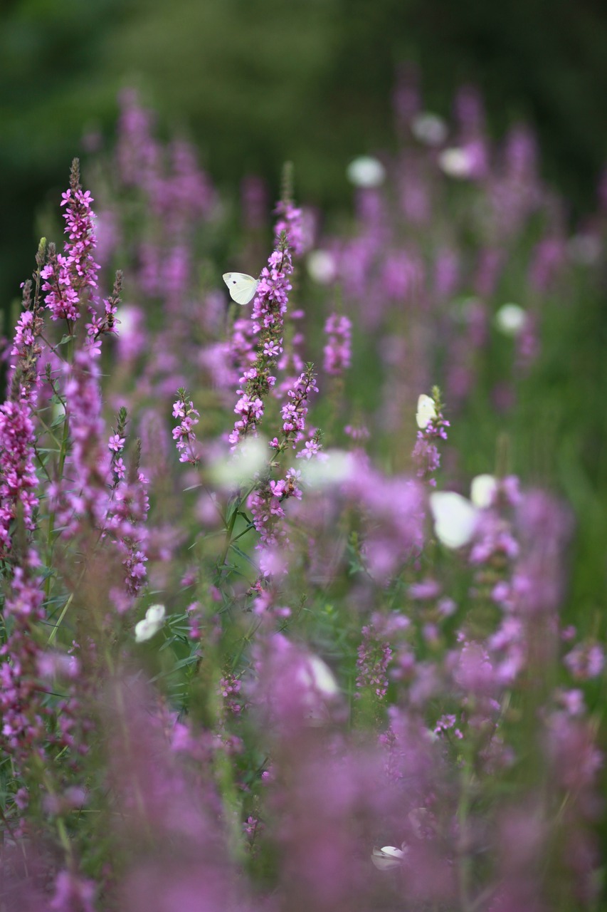 Gėlės,  Augalai,  Pobūdį,  Wildflower,  Štai,  Miškas,  Laukas,  Drugelis,  Laukinių,  Vabzdžiai