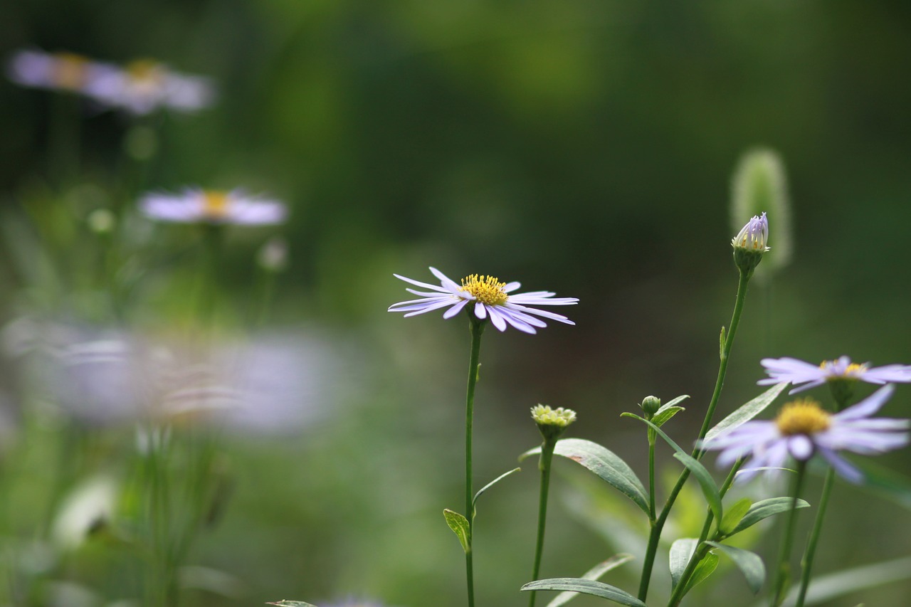 Gėlės,  Augalai,  Pobūdį,  Wildflower,  Štai,  Miškas,  Laukas,  Pelynas Tam Tikra Konkurencija,  Aster Yomena, Nemokamos Nuotraukos