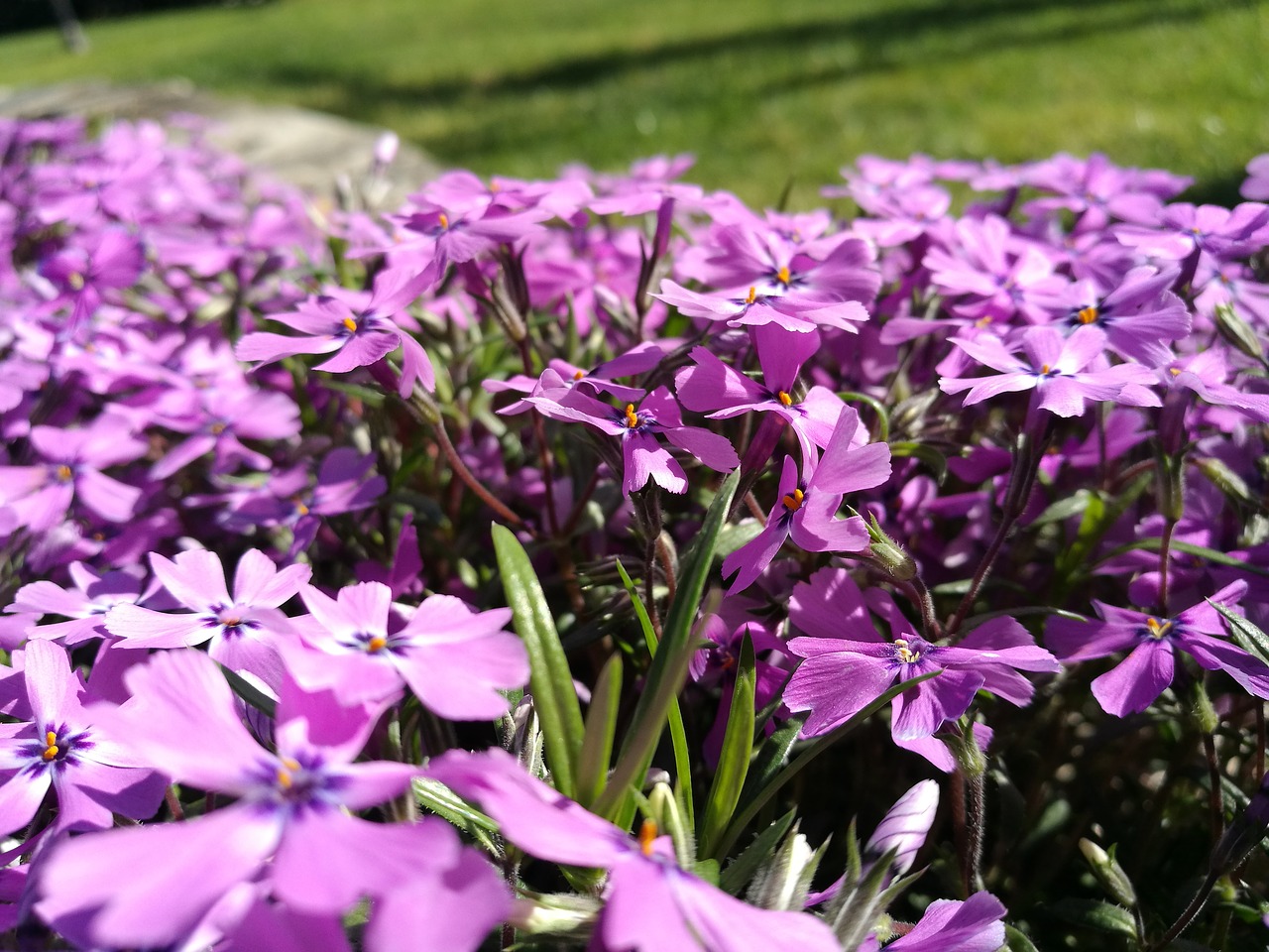 Gėlės,  Violetinė,  Žydi,  Pavasaris,  Polne,  Gėlė,  Violetinė Gėlė,  Žiedlapiai,  Spalva: Violetinė,  Floret