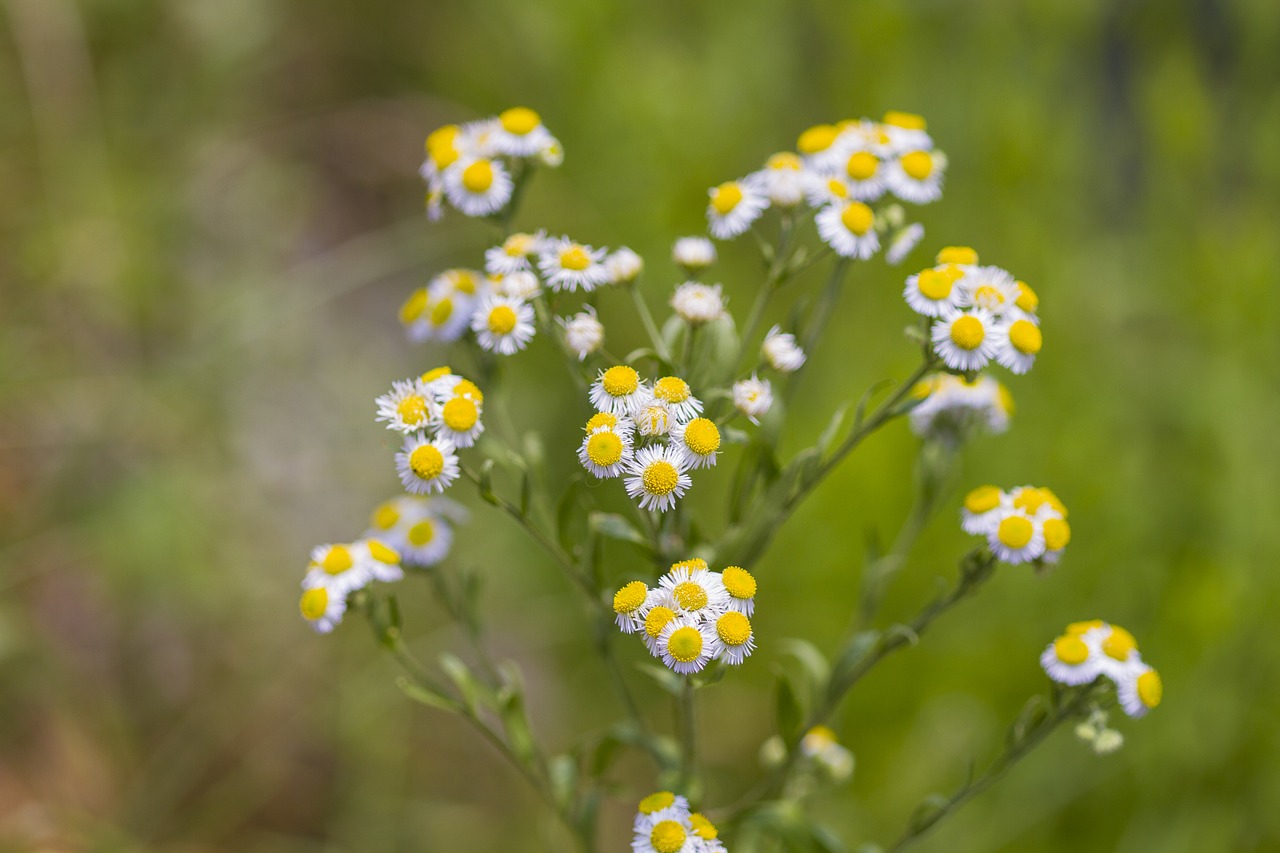 Gėlės,  Pobūdį,  Augalai,  Geltonos Gėlės,  Baltos Gėlės,  Wildflower,  Gėlė, Nemokamos Nuotraukos,  Nemokama Licenzija