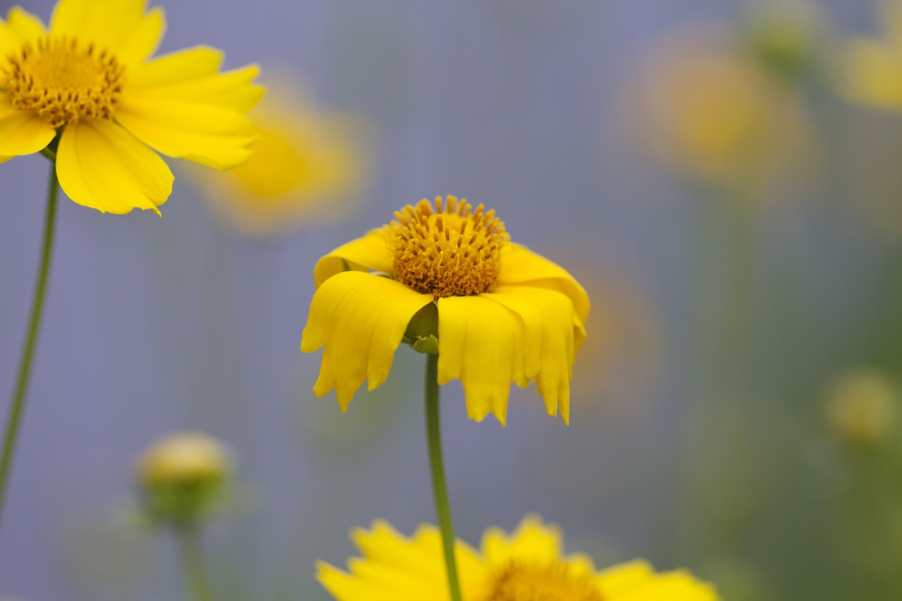 Gėlės,  Pobūdį,  Augalai,  Geltonos Gėlės,  Wildflower,  Gėlė,  Geltona,  Geltonos Spalvos Gėlė, Nemokamos Nuotraukos,  Nemokama Licenzija