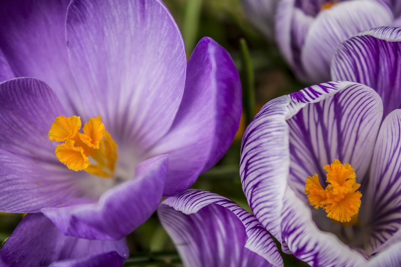 Gėlės,  Crocus,  Violetinė,  Žiedas,  Pobūdį,  Žiedlapis,  Floros,  Sezoninis,  Crocuses,  Sezonas