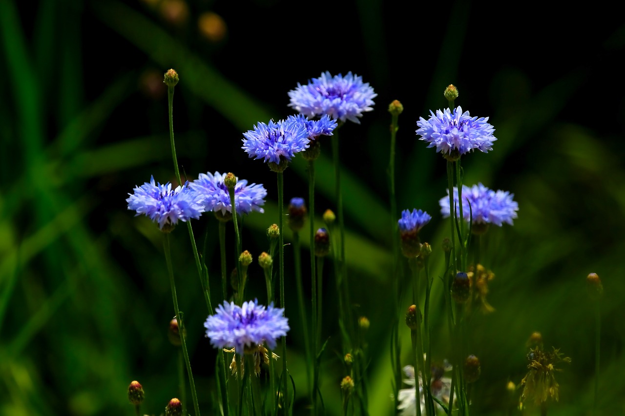 Gėlės,  Pobūdį,  Geltona Gėlė,  Wildflower,  Augalai,  Mėlyna Gėlė,  Violetinė, Nemokamos Nuotraukos,  Nemokama Licenzija