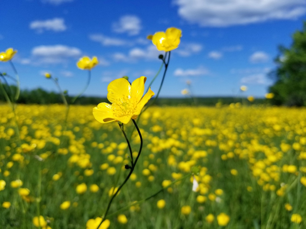 Gėlės,  Vėdrynas,  Geltona,  Meadow,  Laukas,  Pobūdį,  Žiedas,  Pavasaris,  Vasara,  Augalų