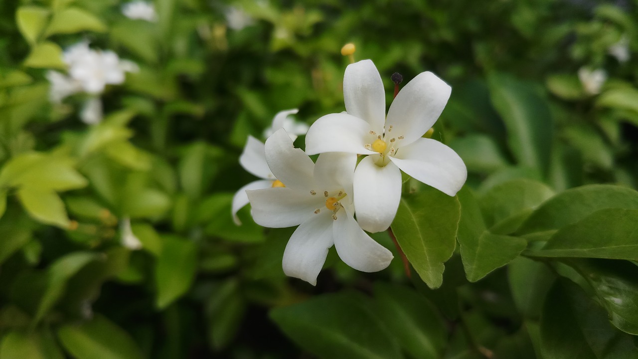 Gėlės,  Stiklo,  Baltos Gėlės,  Augalų,  Aromatas,  Floros,  Gamta, Nemokamos Nuotraukos,  Nemokama Licenzija