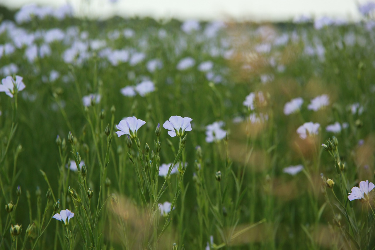 Gėlės,  Augalai,  Meadow,  Laukas,  Popietę,  Violetinė,  Pumpurai,  Stiebų, Nemokamos Nuotraukos,  Nemokama Licenzija