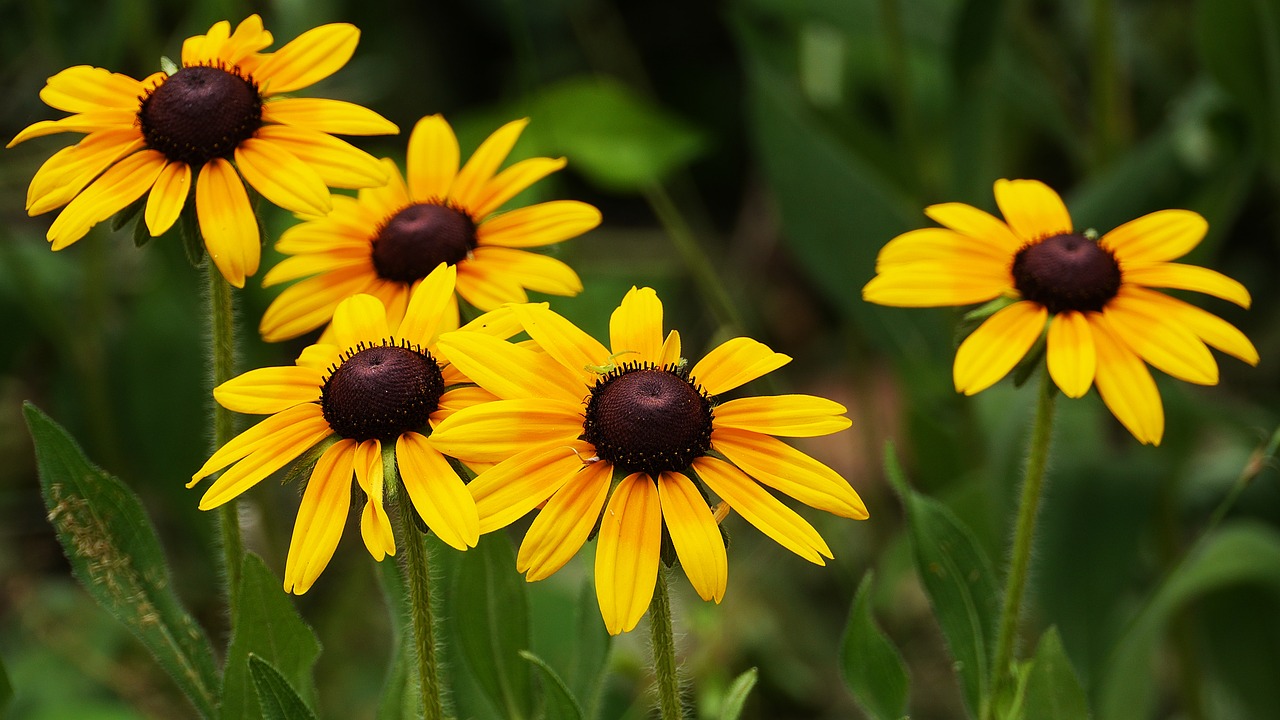 Gėlės,  Geltona,  Korėja,  Sun Flower, Nemokamos Nuotraukos,  Nemokama Licenzija