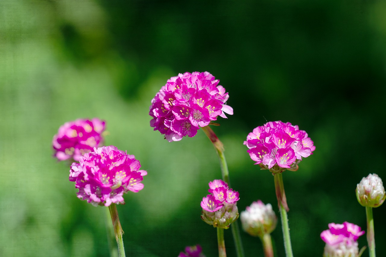 Gėlės,  Rožinis,  Rožinė Gėlė,  Rožinė Žiedų,  Sodas,  Sode,  Pobūdį,  Floros,  Iš Arti, Nemokamos Nuotraukos