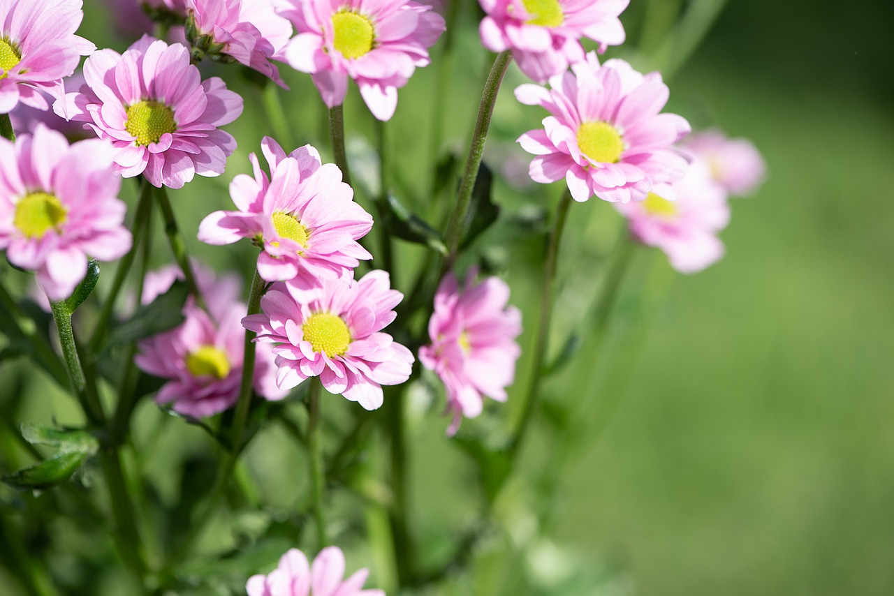 Gėlės,  Rožinis,  Rausvos Gėlės,  Floros,  Žiedlapiai,  Piestelė,  Iš Arti,  Žydėjimas, Nemokamos Nuotraukos,  Nemokama Licenzija