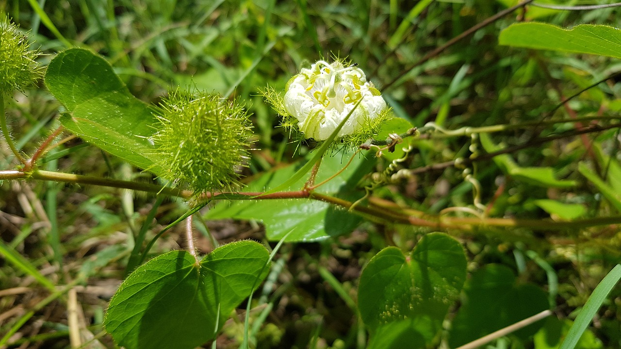 Gėlės,  Sodas,  Žydi,  Žiedas,  Floros,  Augalų,  Pobūdį,  Lapai, Nemokamos Nuotraukos,  Nemokama Licenzija